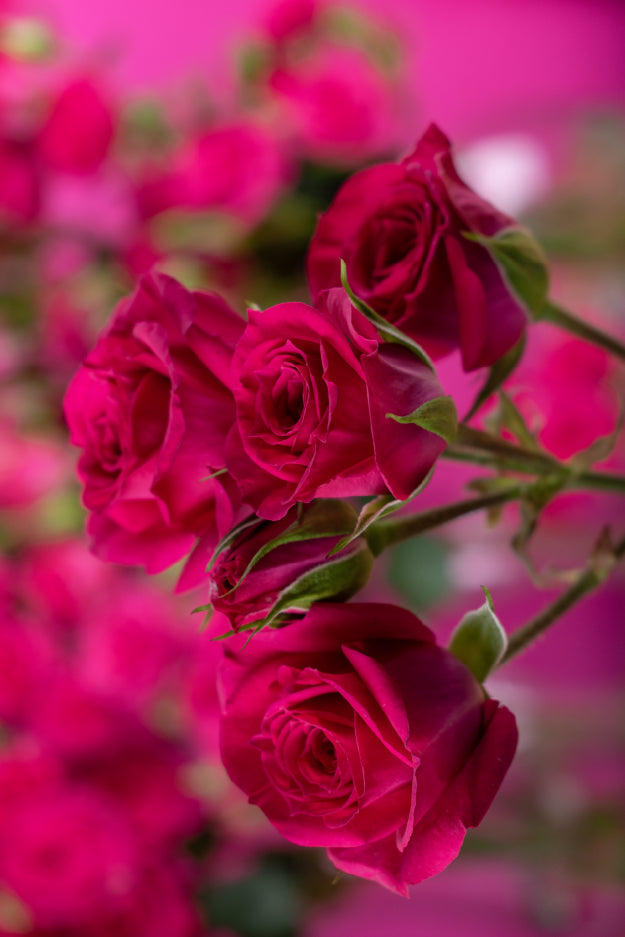 Single pink spray rose with green stem and leaves against a pink background.

#color_hot pink #detail