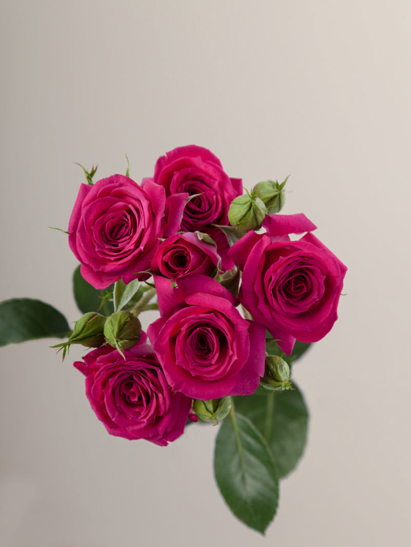 Single hot pink spray rose with green stem and leaves against a light background.

#color_hot pink