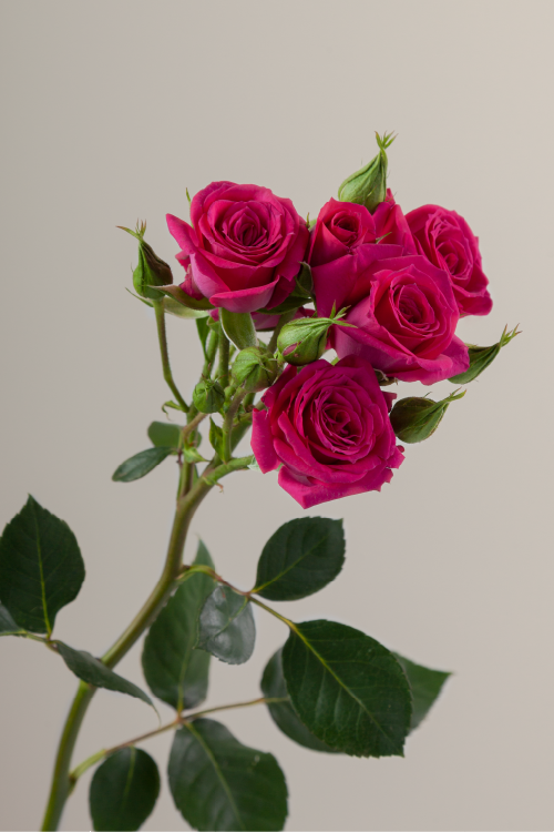 Single hot pink spray rose with a long green stem with leaves against a neutral background.

#color_hot pink #detail