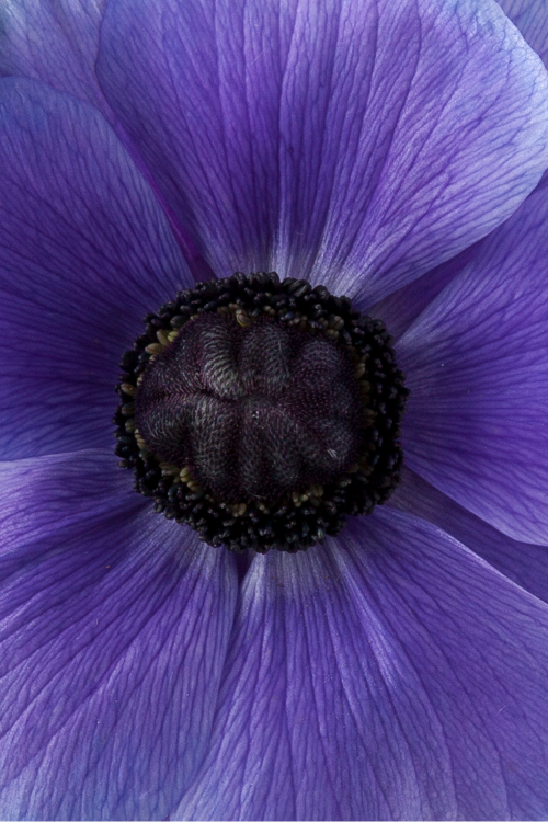 Macro close-up of a deep lavender mistral anemone showing detailed petal pattern.

#color_blu #detail