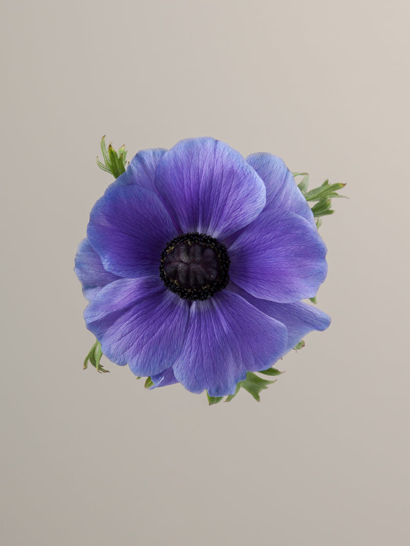 Single lavender mistral anemone with green stem and leaves against a light background.

#color_blu