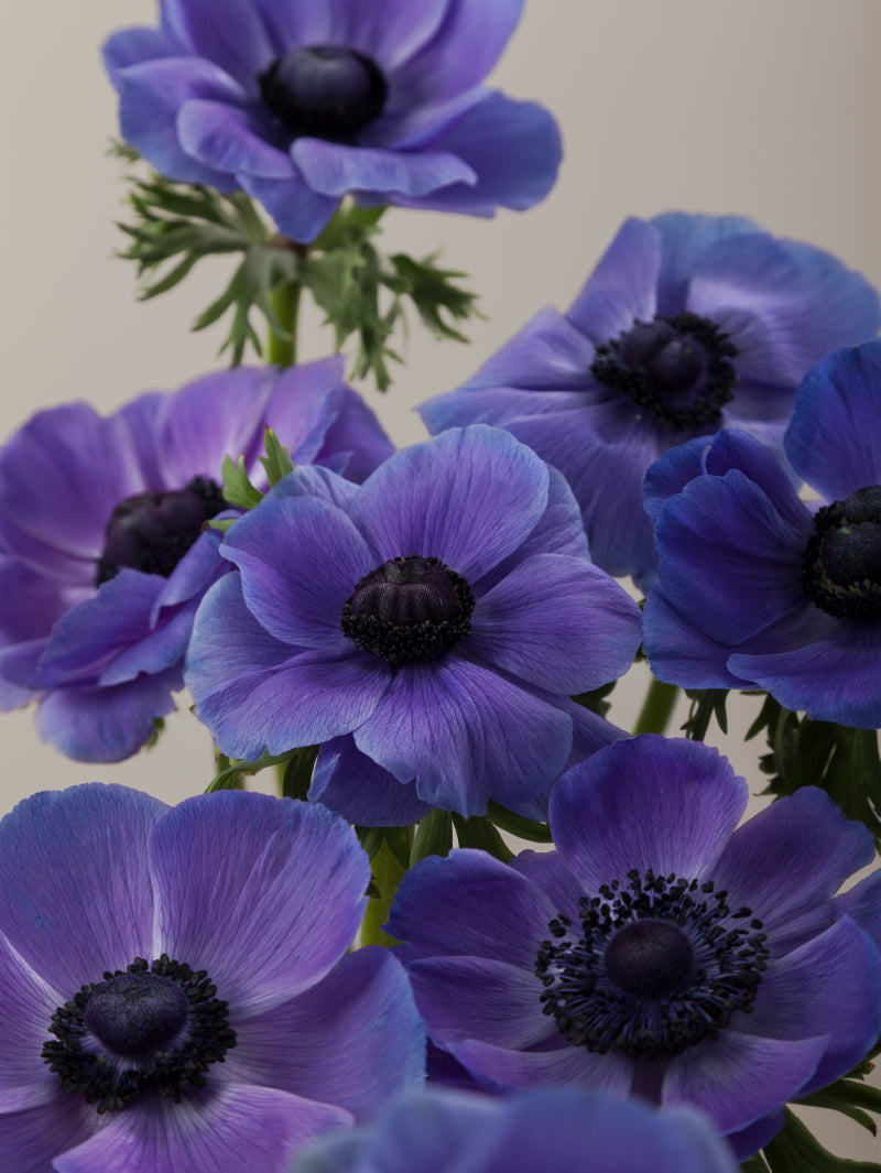 Close-up of multiple fresh lavender mistral anemones grouped tightly together.

#color_blu