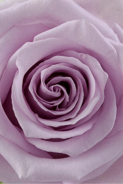 Macro close-up of a deep lavender rose showing detailed spiral petal pattern.

#color_Lavender #detail 