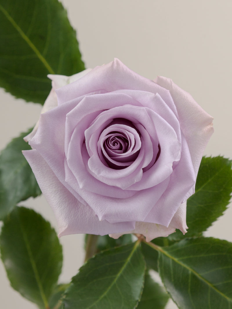 Single lavender rose with green stem and leaves against a light background.

#color_lavender