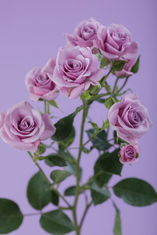 Single lavender spray rose with green stem and leaves against a lavender background.

#color_lavender #detail