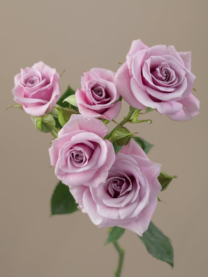 Single lavender spray rose with green stem and leaves against a light background.

#color_lavender