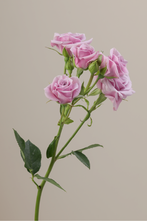 Single lavender spray rose with a long green stem with leaves against a neutral background.

#color_lavender #detail