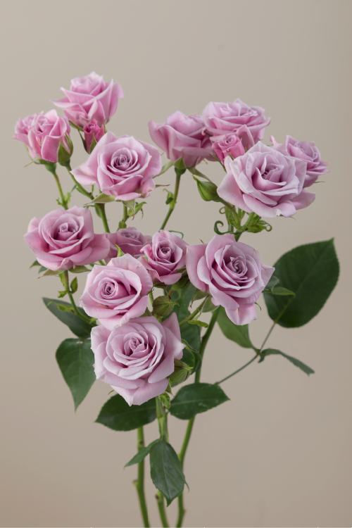 Three lavender spray roses on stems with green leaves against a light background.

#color_lavender #detail