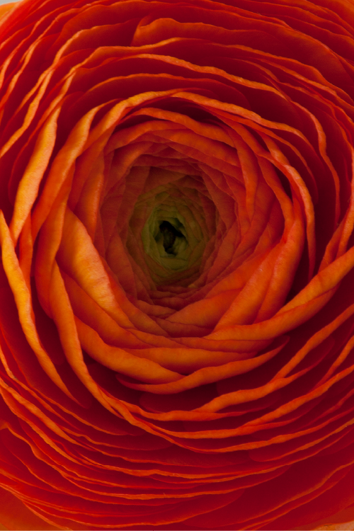 #color_clementine #detail