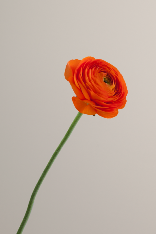 #color_clementine #detail