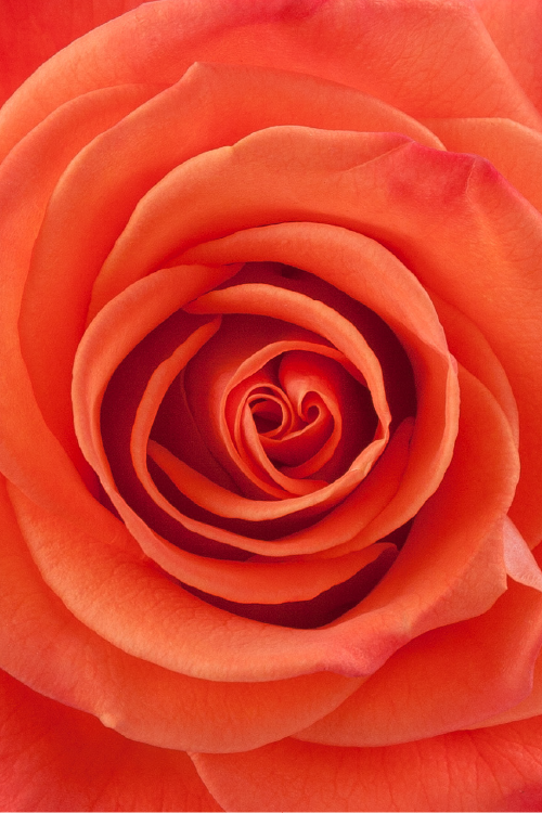 Macro close-up of a deep orange rose showing detailed spiral petal pattern.

#color_orange #detail