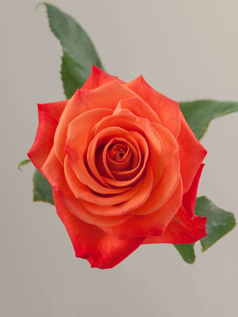 Single orange rose with green stem and leaves against a light background.

#color_orange