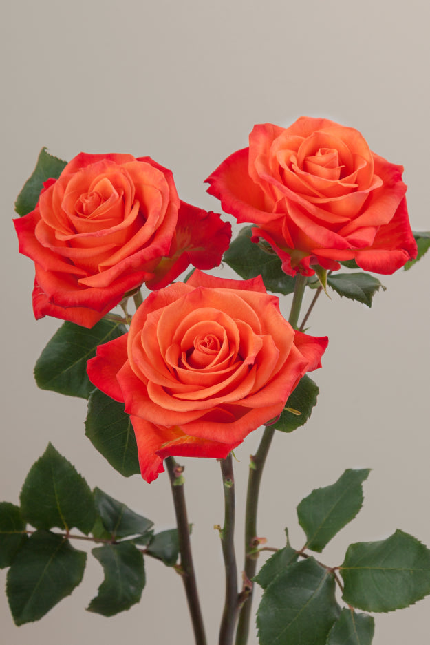 Three orange roses on stems with green leaves against a light background.

#color_orange #detail