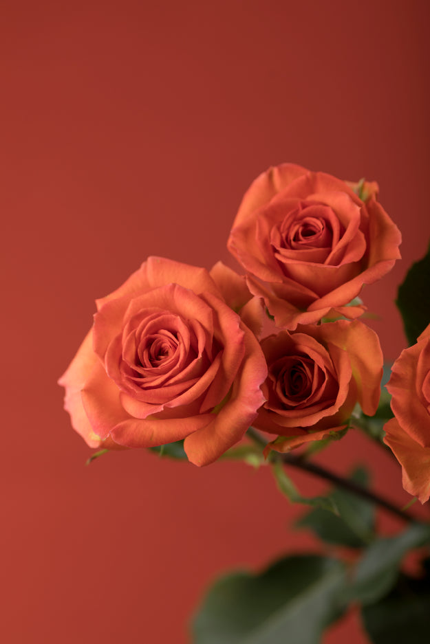 Single orange spray rose with green stem and leaves against an orange background.

#color_orange #detail