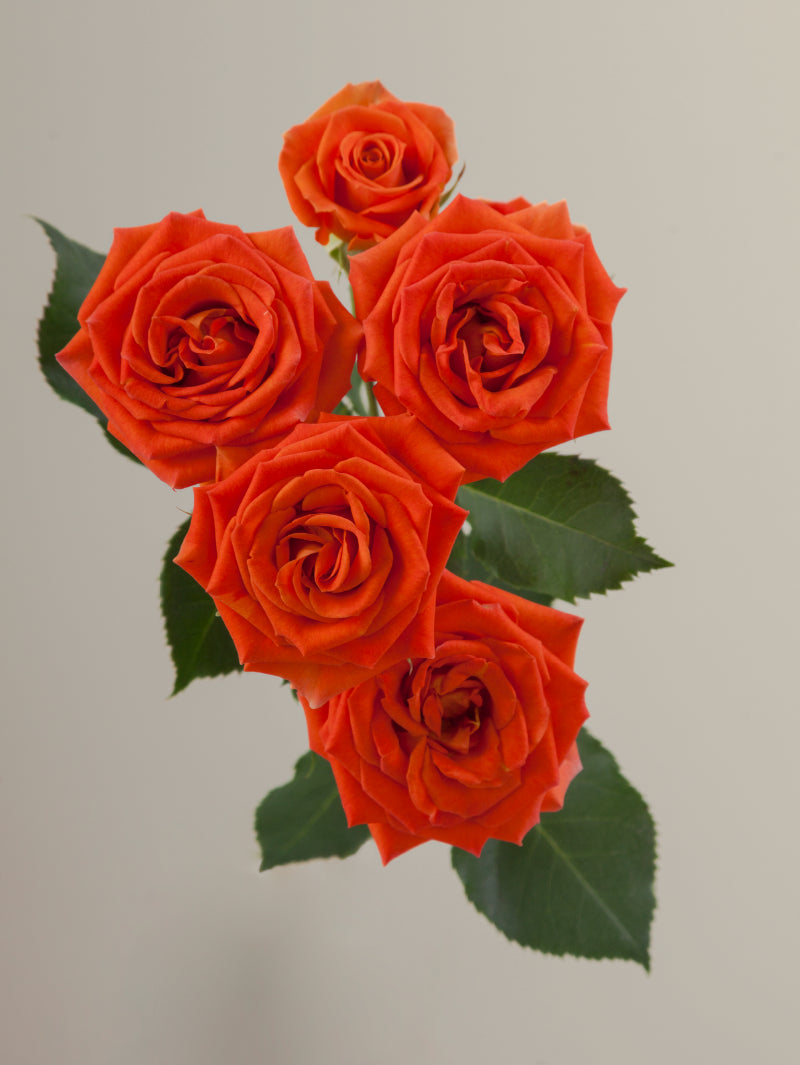 Single orange spray rose with green stem and leaves against a light background.

#color_orange