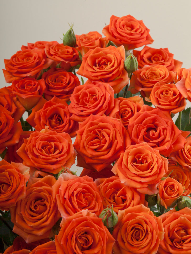 Close-up of multiple fresh orange spray roses grouped tightly together.

#color_orange