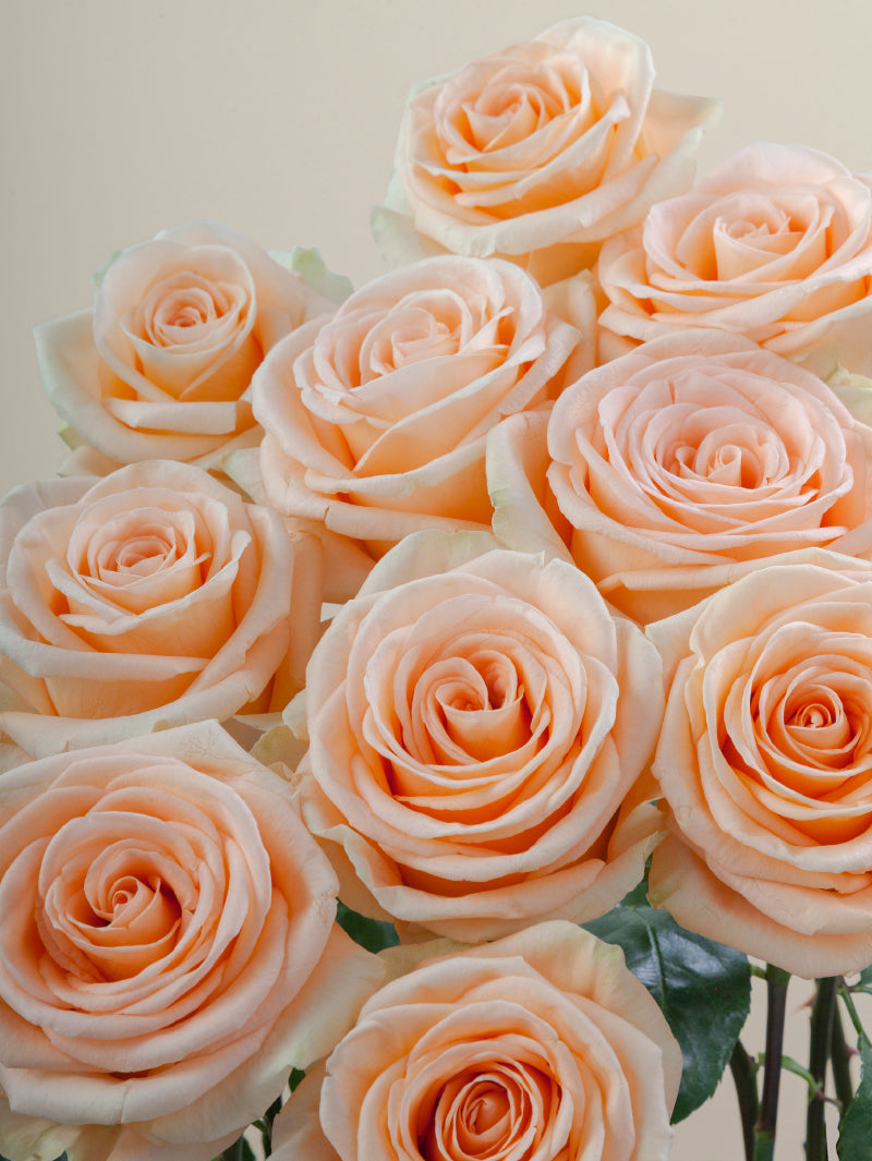 Close-up of multiple fresh peach roses grouped tightly together.

#color_peach
