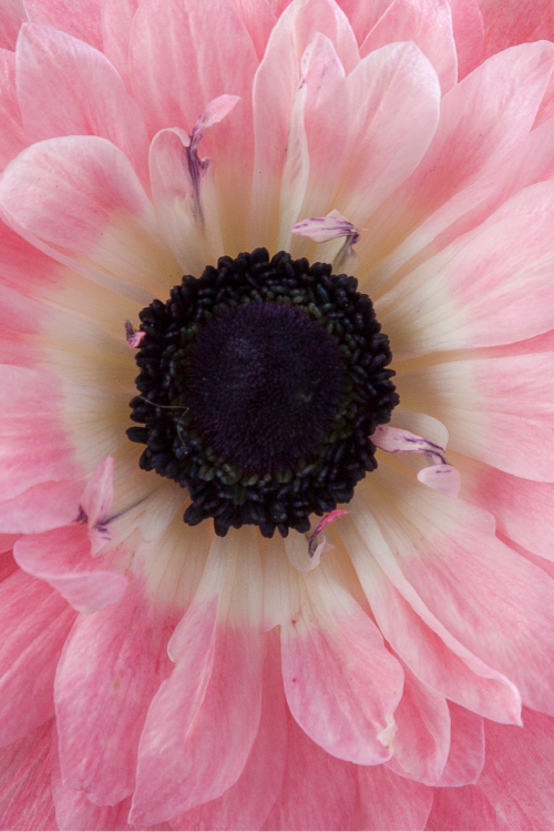 Macro close-up of a deep pink levante anemone showing detailed petal pattern.

#color_rosa #detail