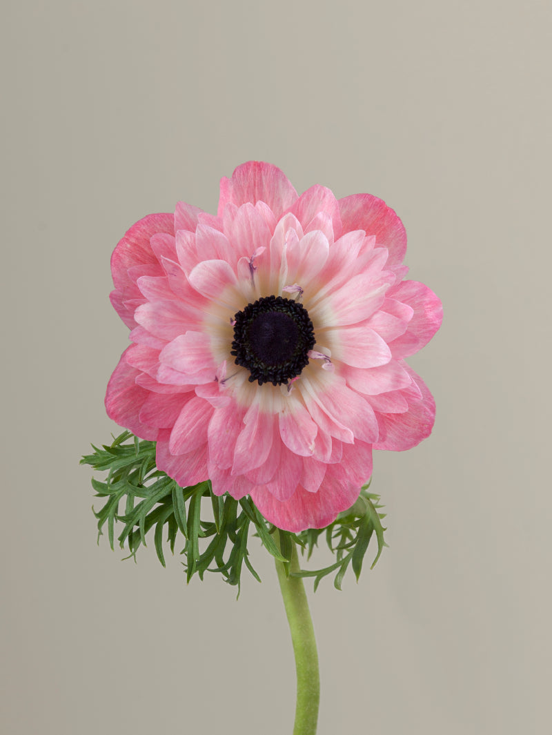 Single pink levante anemone with green stem and leaves against a light background.

#color_rosa