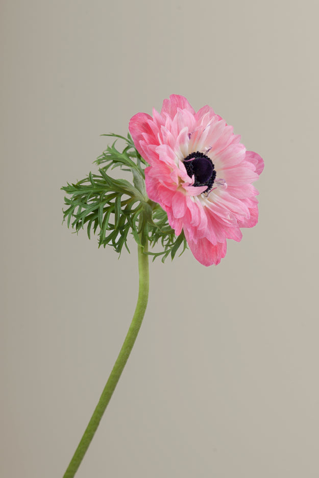 Single pink levante anemone with a long green stem with leaves against a neutral background.

#color_rosa #detail