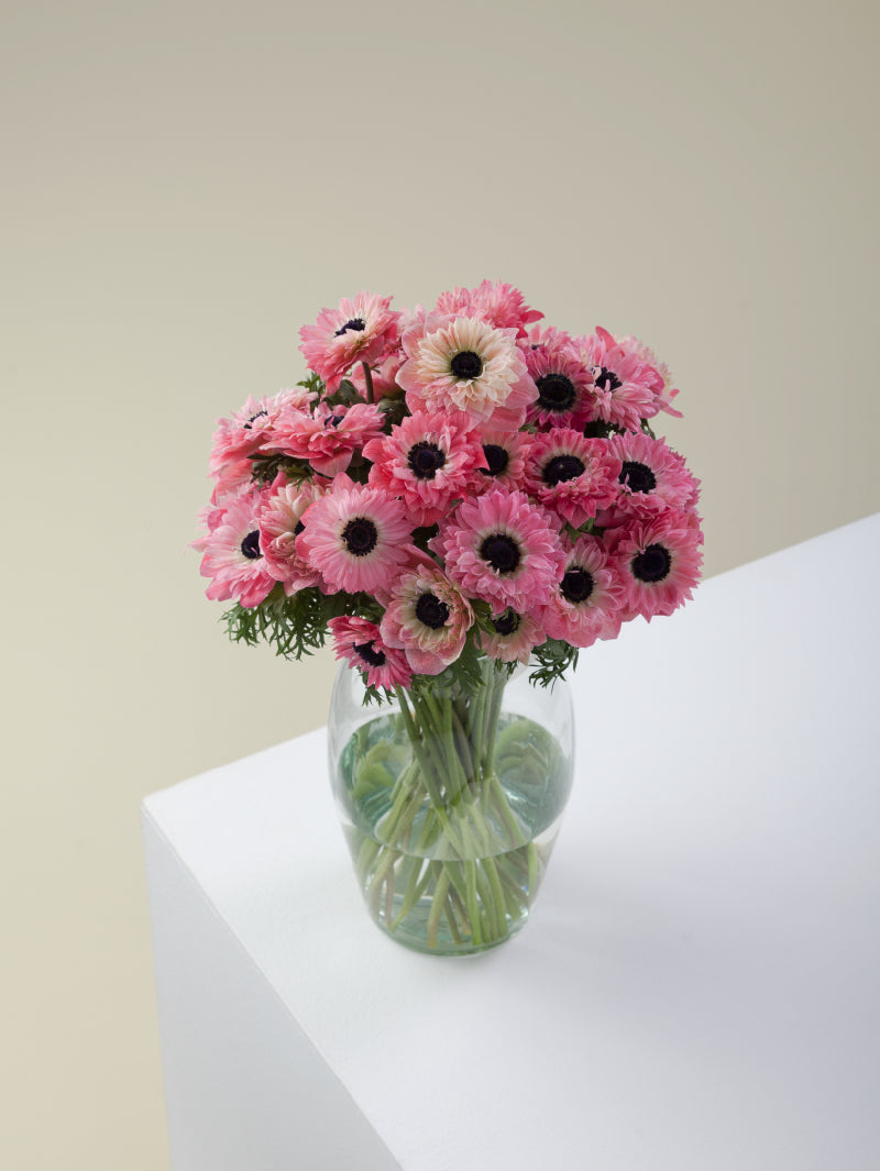 Bouquet of pink levante anemones arranged in a glass vase on a light background.

#color_rosa