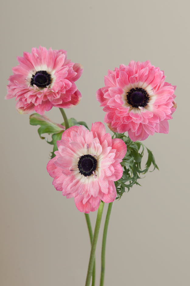 Three pink levante anemones on stems with green leaves against a light background.

#color_rosa #detail