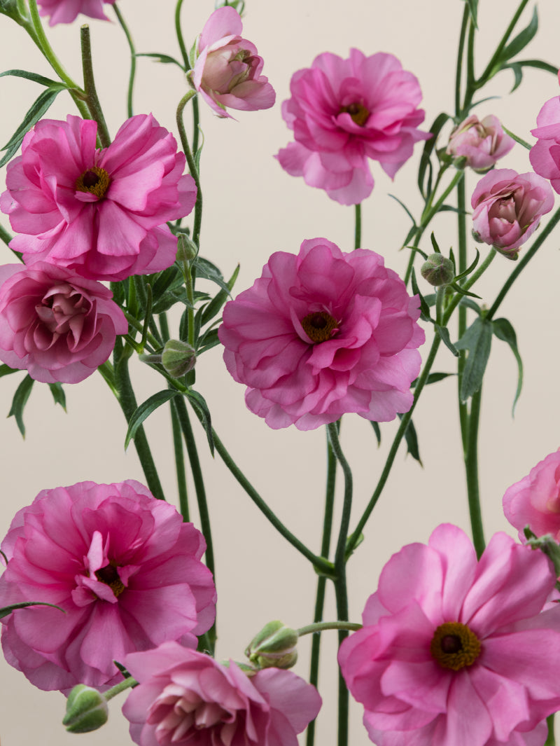 Close-up of multiple fresh pink natura moderna ranunculus grouped tightly together.

#color_dolce