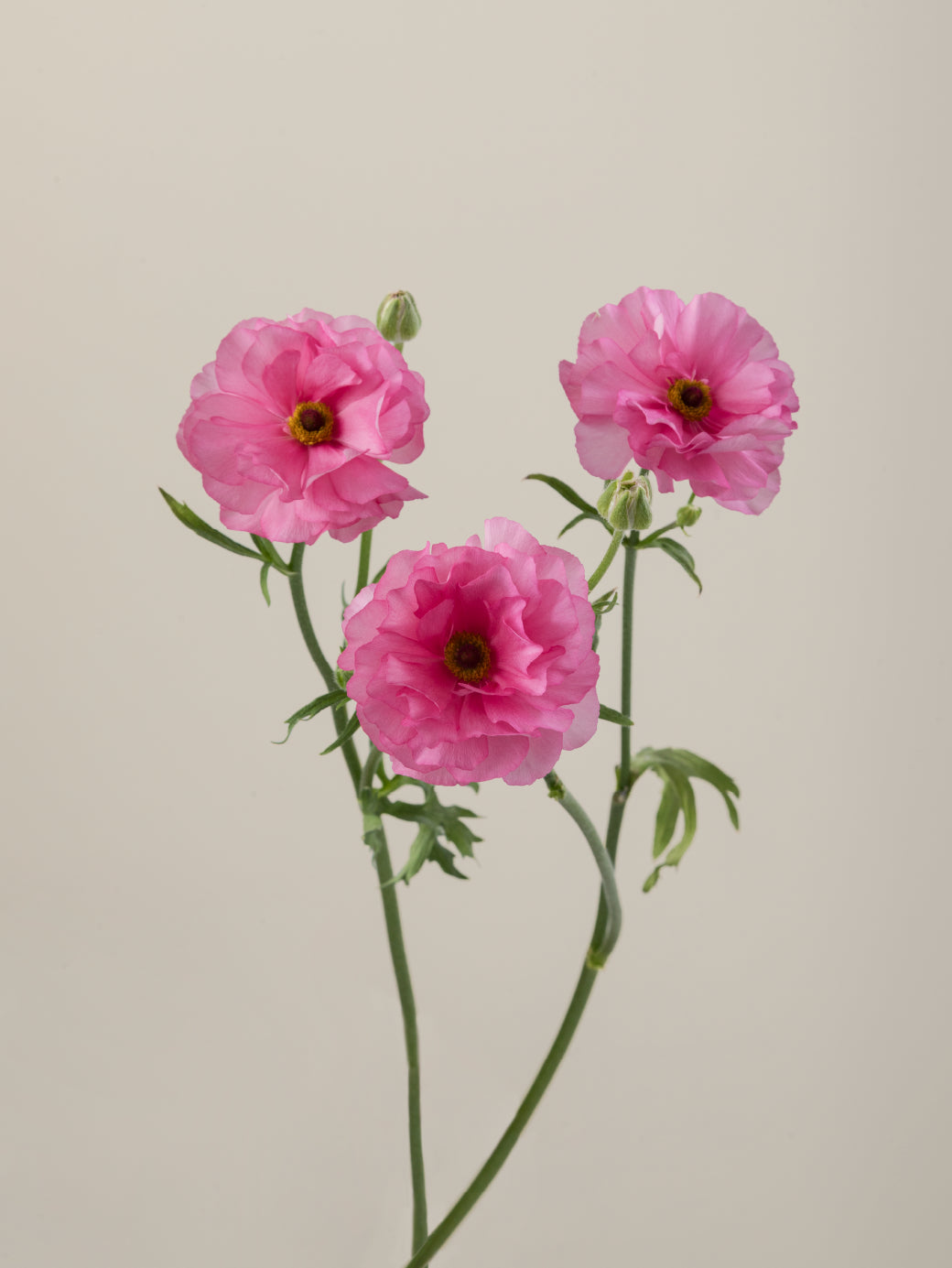 Single pink natura moderna ranunculus with a long green stem with leaves against a neutral background.

#color_dolce