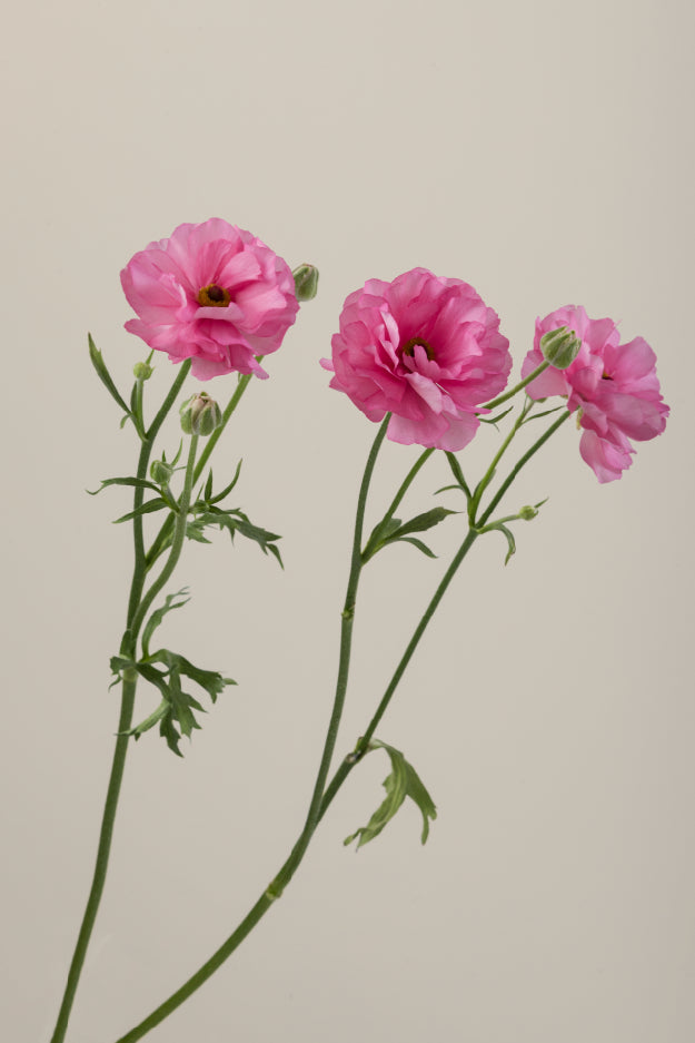 Single pink natura moderna ranunculus with a long green stem with leaves against a neutral background.

#color_dolce #detail