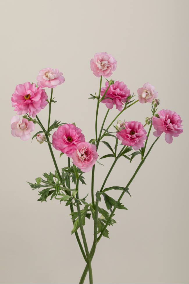 Three pink natura moderna ranunculus stems with green leaves against a light background.

#color_dolce #detail