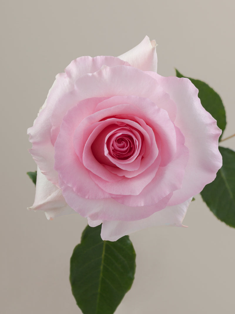Single pink rose with green stem and leaves against a light background.

#color_pink