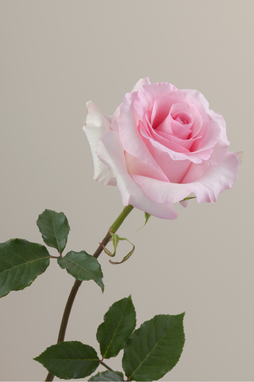 Single pink rose with a long green stem with leaves against a neutral background.

#color_pink #detail