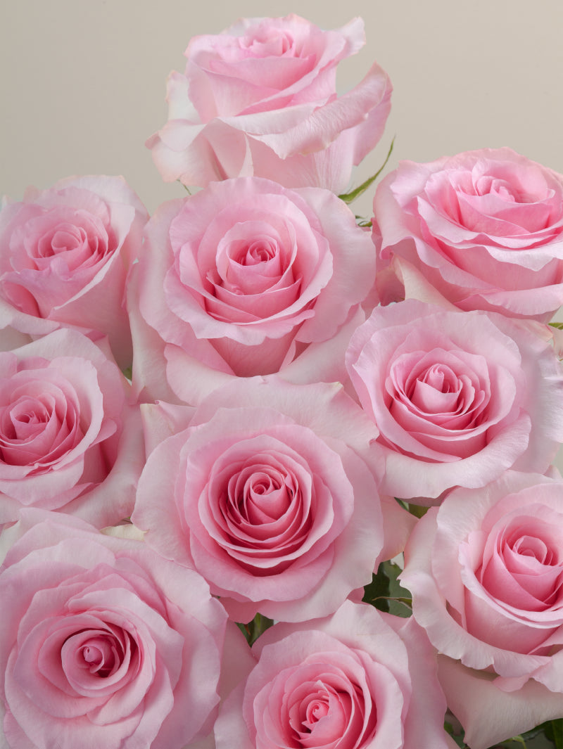Close-up of multiple fresh pink roses grouped tightly together.

#color_pink