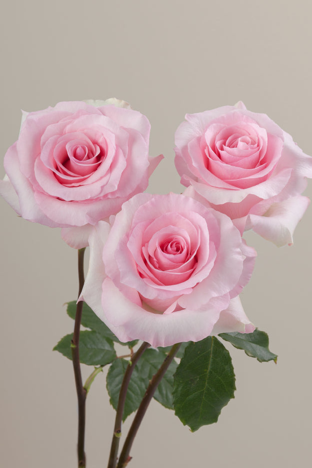 Three pink roses on stems with green leaves against a light background.

#color_pink #detail