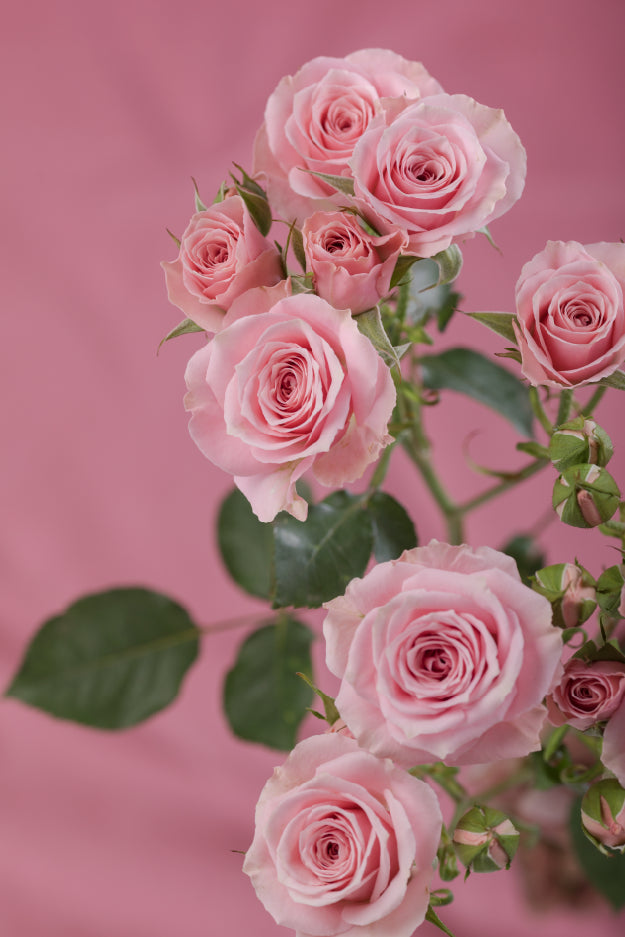 Single pink spray rose with green stem and leaves against a pink background.

#color_pink #detail