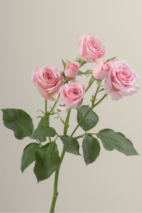Single pink spray rose with a long green stem with leaves against a neutral background.

#color_pink #detail