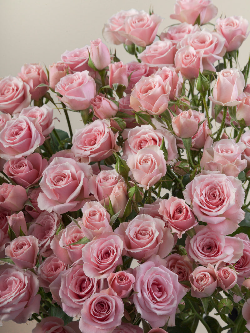 Close-up of multiple fresh pink spray roses grouped tightly together.

#color_pink