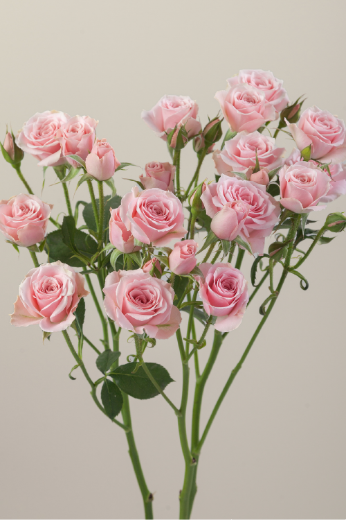 Three pink spray roses on stems with green leaves against a light background.

#color_pink #detail