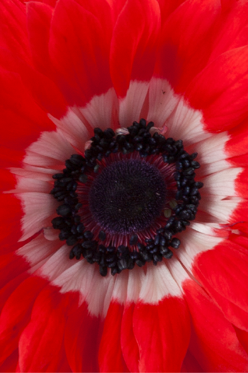 Macro close-up of a deep red levante anemone showing detailed petal pattern.

#color_rosso #detail