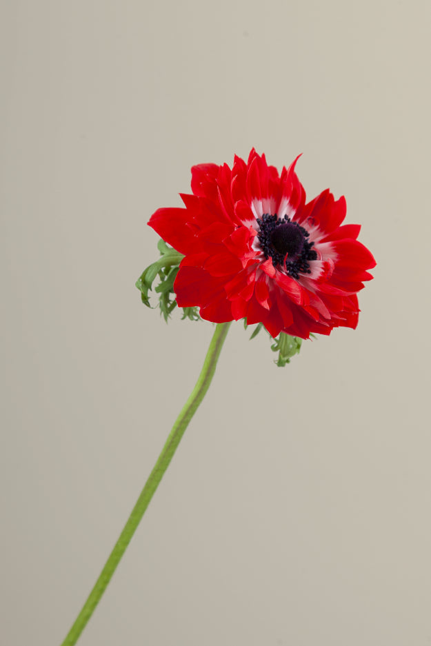 Single red levante anemone with a long green stem with leaves against a neutral background.

#color_rosso #detail