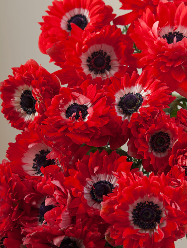 Close-up of multiple fresh red levante anemones grouped tightly together.

#color_rosso