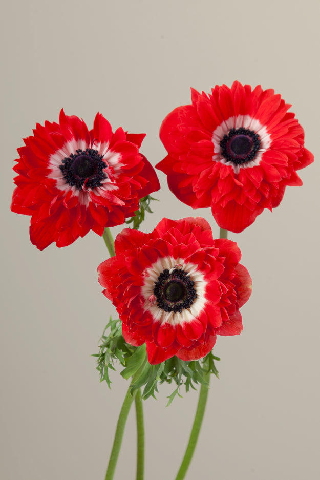Three red levante anemones on stems with green leaves against a light background.

#color_rosso #detail
