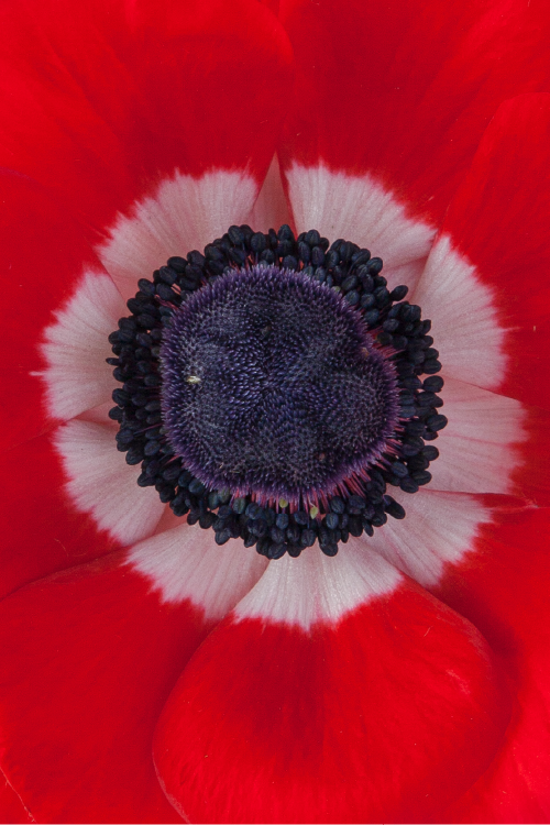 Macro close-up of a deep red mistral anemone showing detailed petal pattern.

#color_rosso #detail