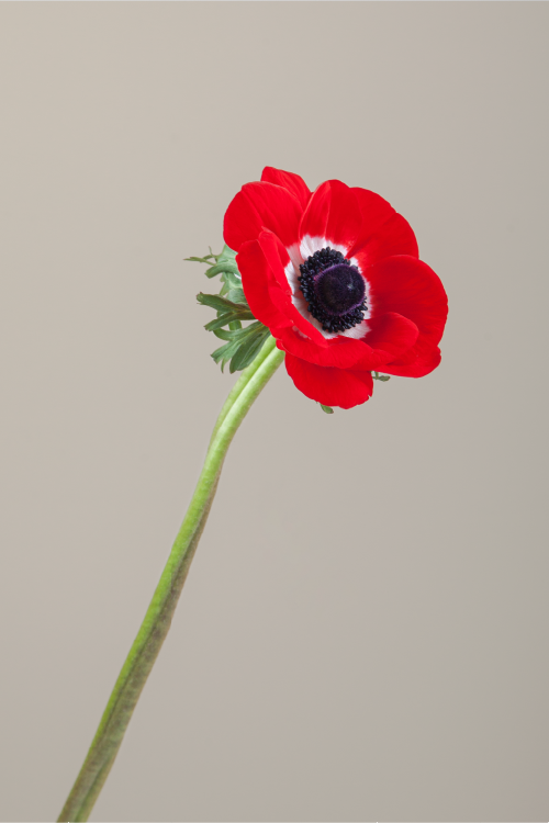 Single red mistral anemone with a long green stem with leaves against a neutral background.

#color_rosso #detail
