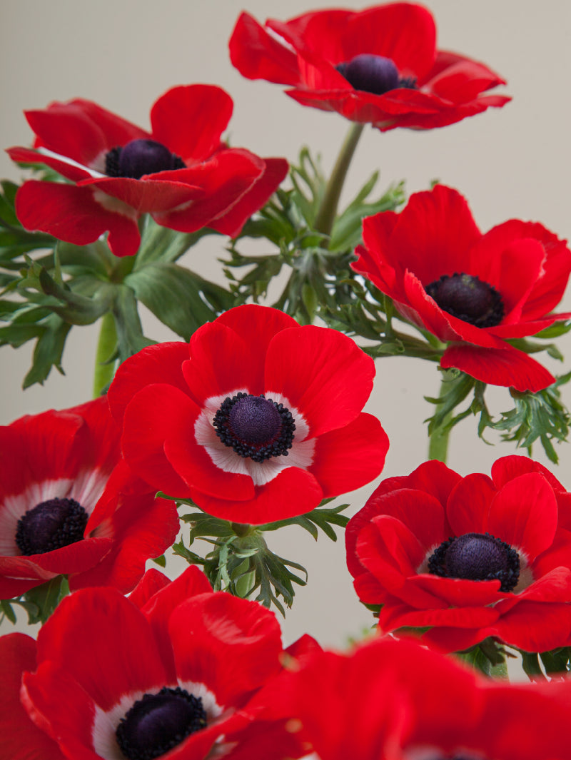 Close-up of multiple fresh red mistral anemones grouped tightly together.

#color_rosso