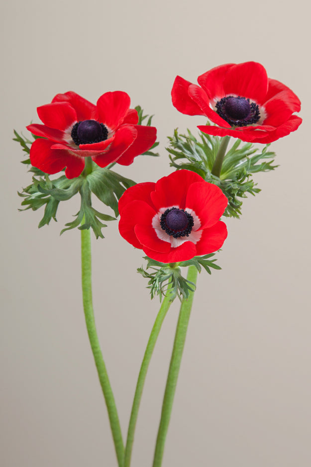 Three red mistral anemones on stems with green leaves against a light background.

#color_rosso #detail