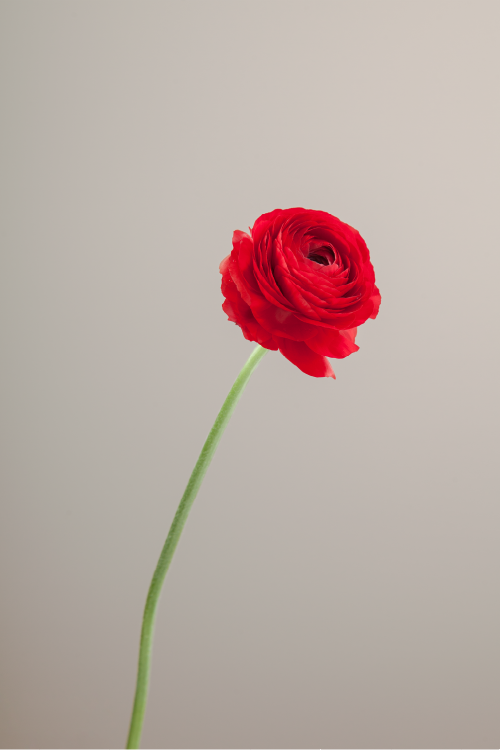 #color_rosso #detail