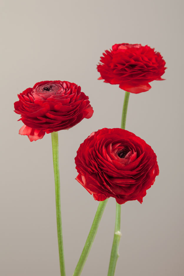 #color_rosso #detail