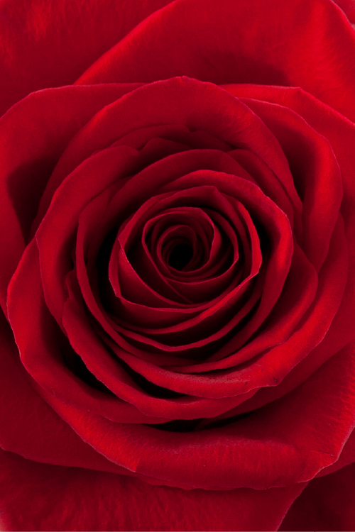 Macro close-up of a deep red rose showing detailed spiral petal pattern.

#color_red #detail