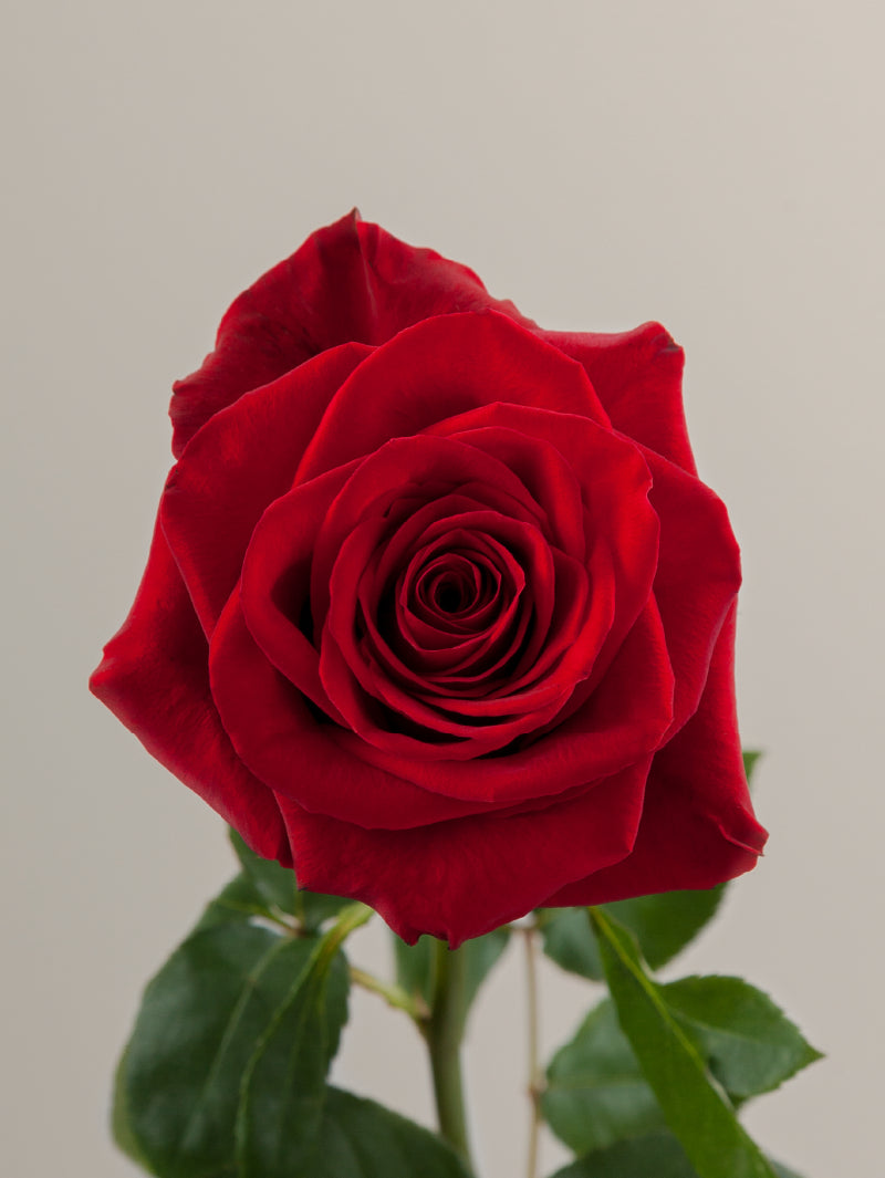 Single red rose with green stem and leaves against a light background.

#color_red